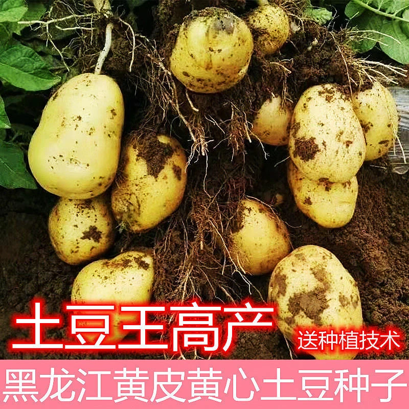 黄皮黄心高产土豆种子马铃薯非转基蔬菜种子土豆种子洋芋种子
