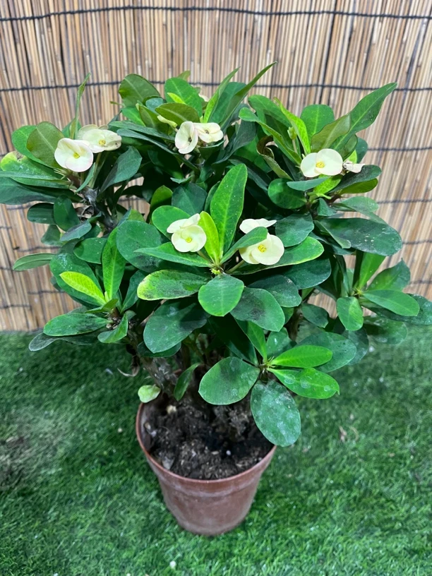 丛林桩虎刺梅 黄金铁海棠 麒麟花包邮花卉好养室内室外绿植盆景