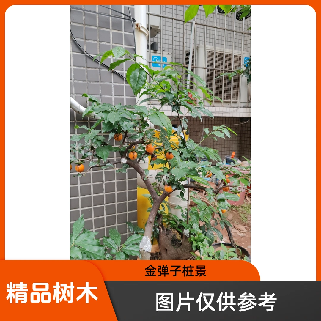 金弹子灌木桩子盆景