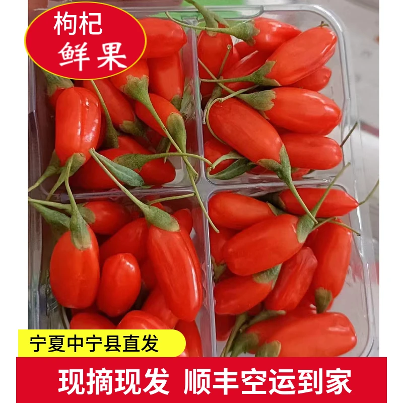 宁夏中宁新鲜枸杞果新货枸杞顺丰空运包邮冷链产地现摘直供口感好