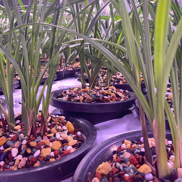 三千兰花精品国兰（一物一拍）小黄车专用