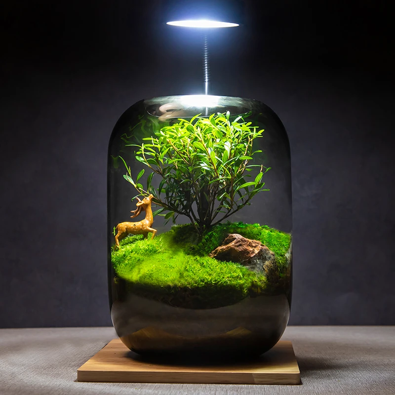 【生命之树】创意桌面苔藓微景观成品盆景上档次鲜活绿植生态瓶盆栽