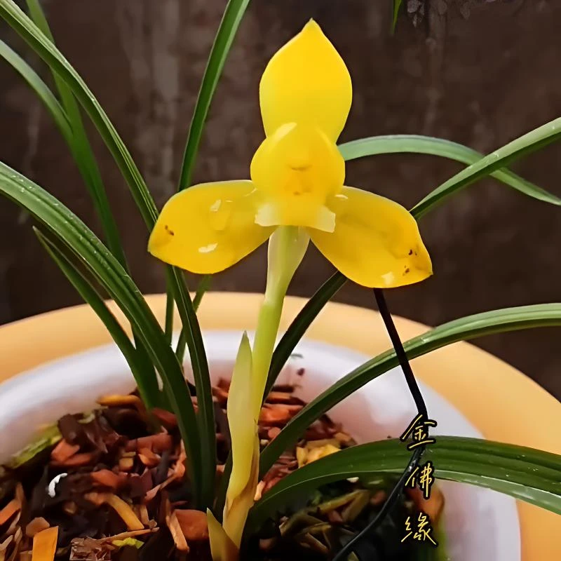 兰花春兰金佛缘浓香带花苞好养使用裸根花卉兰花苗叶片系列