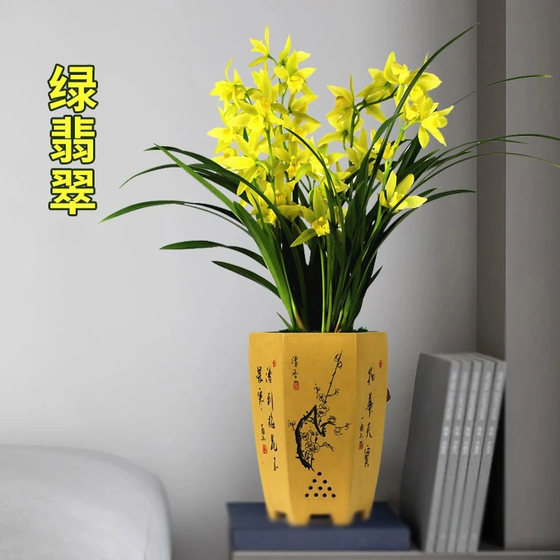 兰花苗建兰四季兰绿翡翠无花苞浓香型阳台室内好养四季建兰花卉