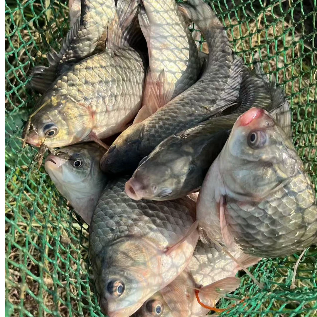 【一物一拍】野塘鱼 鲫鱼 鳊鱼 草鱼 黑鱼