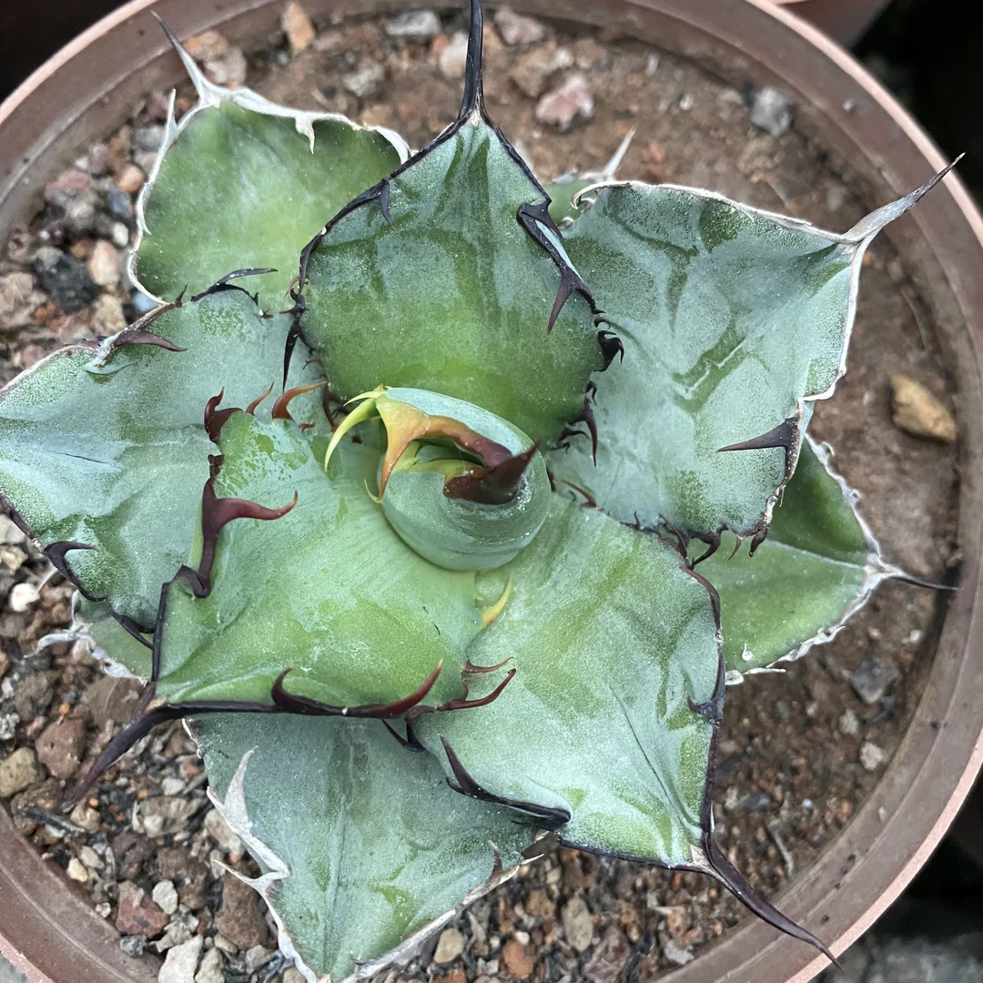 蓝鲸龙舌兰仁王冠系列好养活植物有根可露养耐寒庭院美观简单盆栽