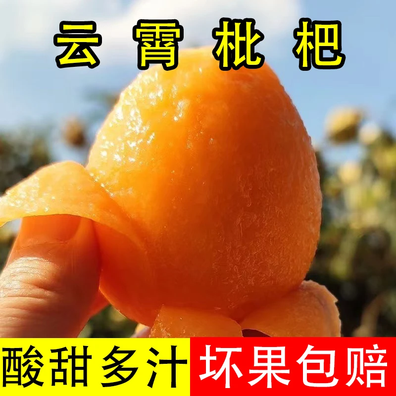 【坏果包赔】正宗云霄枇杷新鲜现摘树上熟枇杷应季水果大果3/5斤