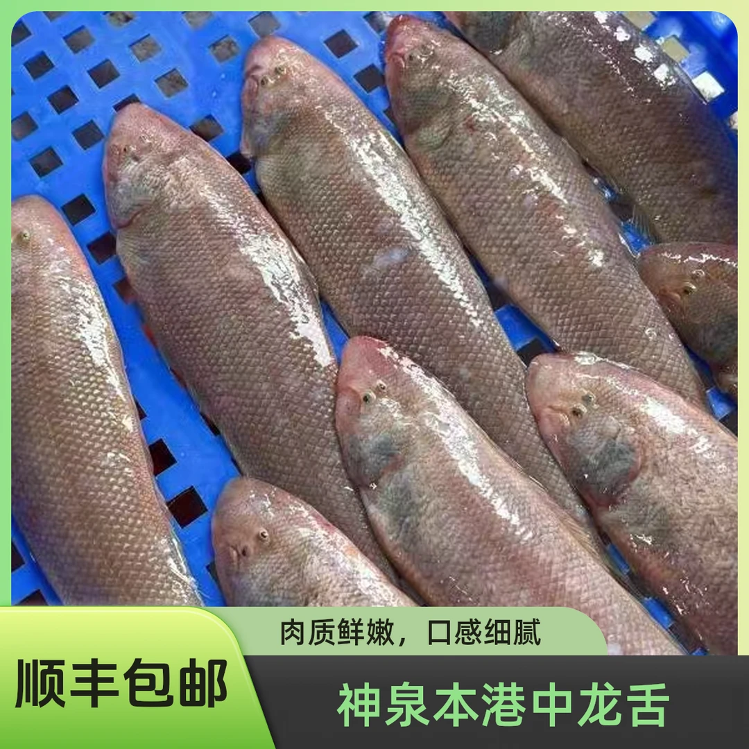【龙舌鱼】惠来神泉港龙舌鱼中型【5包】顺丰冷链省内包邮次日达