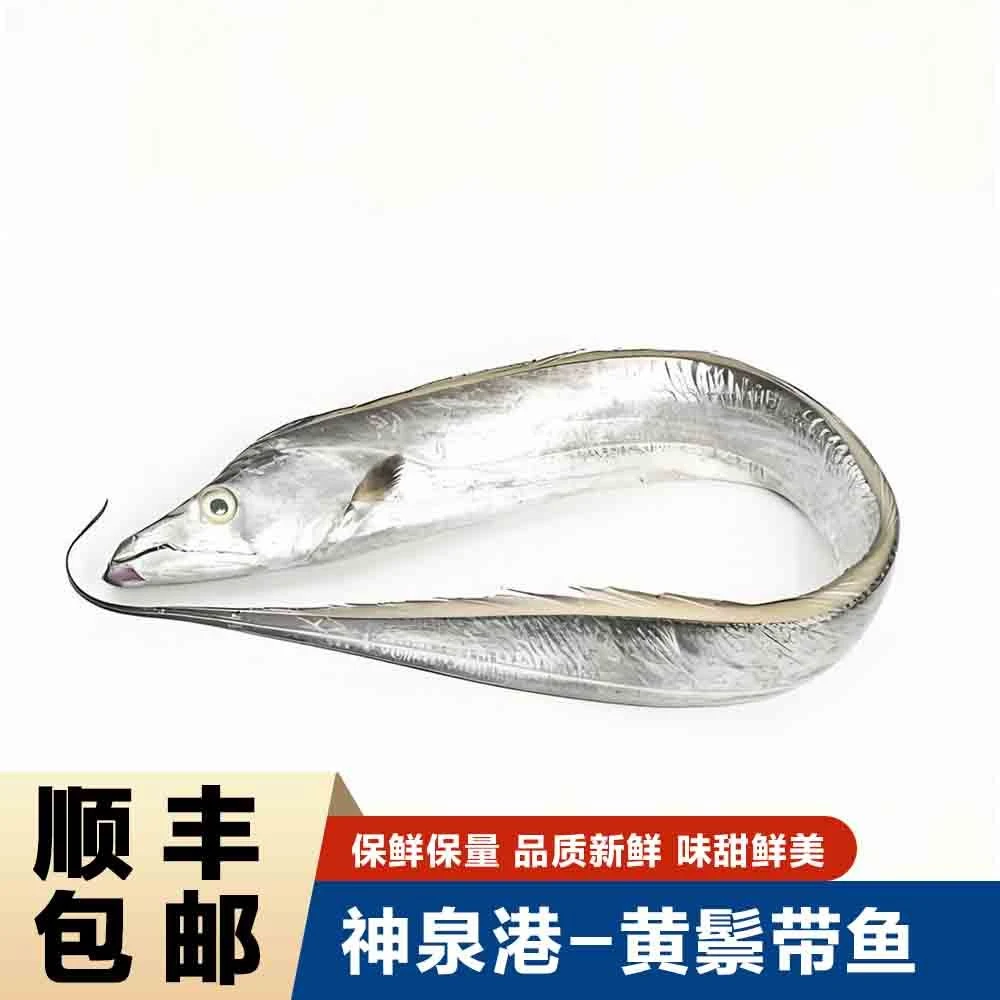 【黄鬃带鱼】惠来神泉港野生海捞新鲜大带鱼【5盒】顺丰冷链包邮