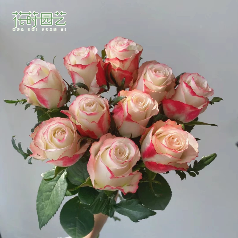 花莳园艺 1加扦插【红唇】月季花苗多季开花卉盆栽灌木花园