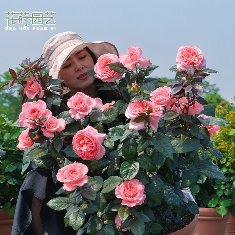 花莳园艺 3加仑 法版花宫娜月季盆栽多季开粉色灌木大花好样阳台