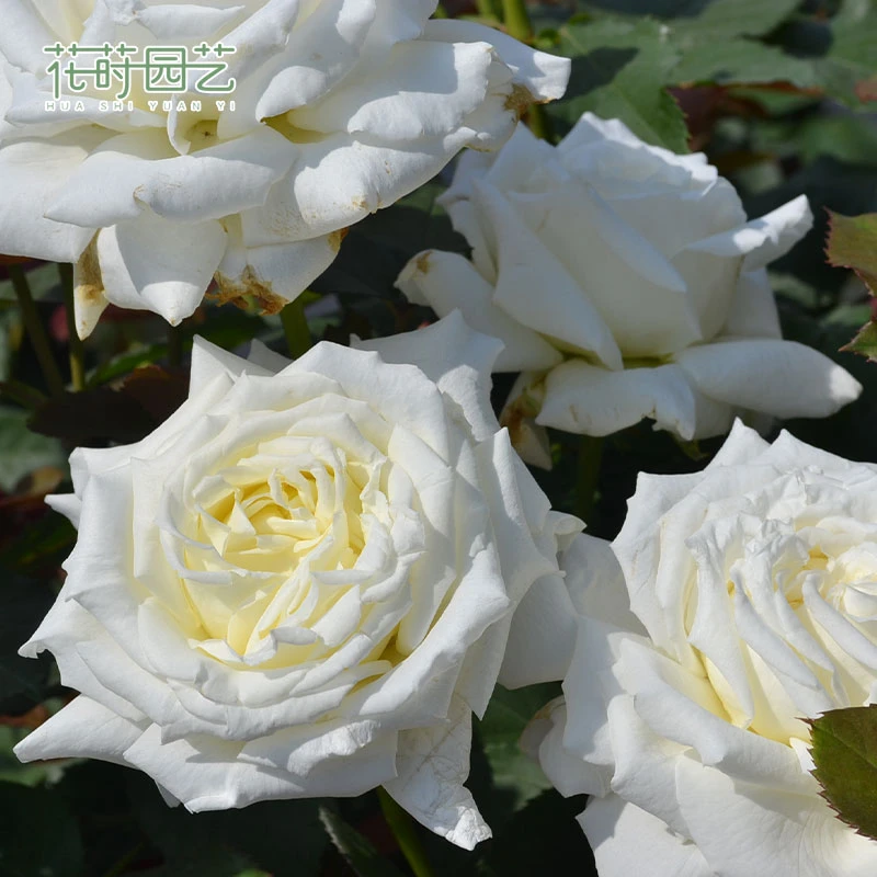 花莳家花莳园艺 2加仑扦插【保罗二世】月季花苗灌木多季开
