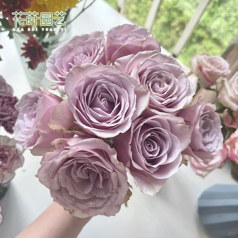 花莳园艺 1加扦插【珂赛特】月季花苗多季开地栽盆栽阳台
