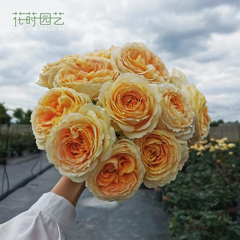 花莳园艺 1加扦插【焦糖古董】月季花苗大花多季花园植物淡香地栽