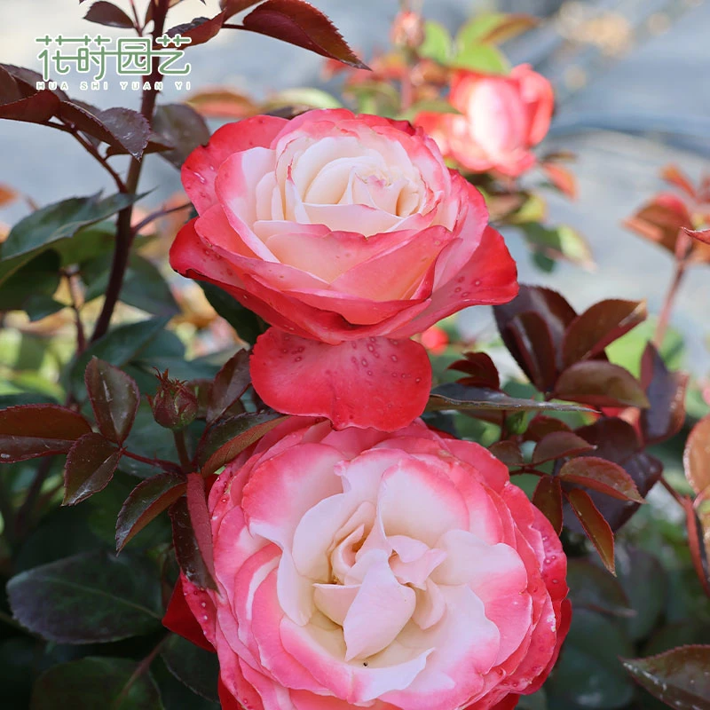 花莳家花莳园艺 2加扦插 【思乡/乡愁】月季花苗植物灌木切花庭院