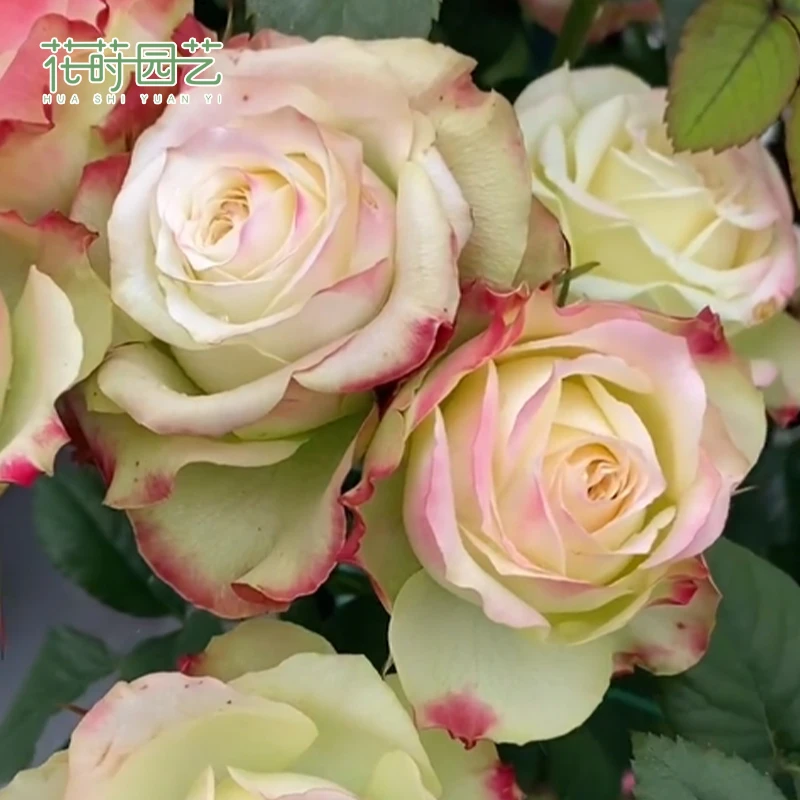 花莳园艺 1.5加仑根接【女皇陛下】月季花苗多季开切花庭院盆栽花园