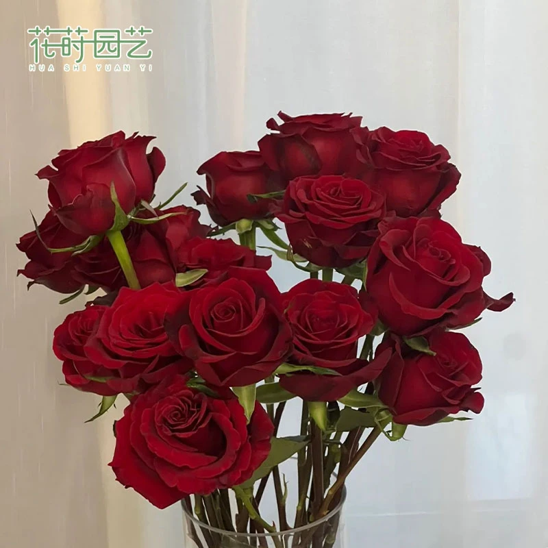 花莳园艺 1.5加扦插【黑魔术】月季花苗灌木大花多季开盆栽阳台花园