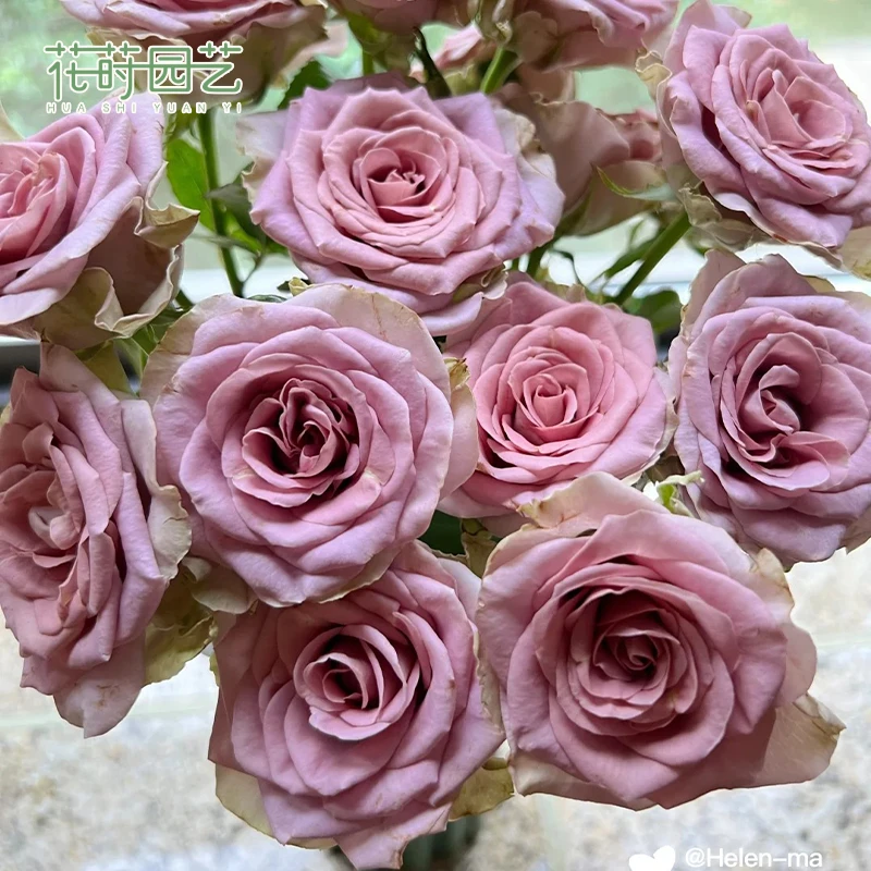 花莳园艺 1加扦插【失忆】月季花苗切花多季开灌木花园植物