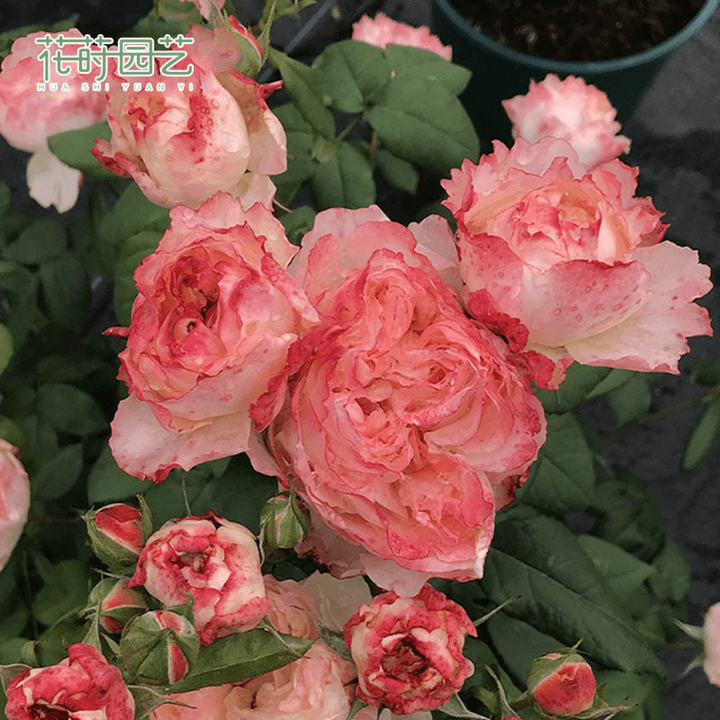 花莳园艺 甜蜜邂逅/艳遇月季花苗多季开花园植物勤花盆栽地栽植物