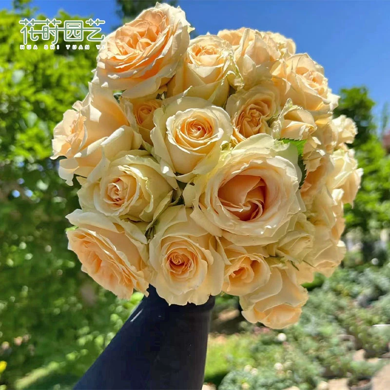 花莳园艺 1.5加仑扦插蜜桃雪山月季香槟玫瑰切花灌木花园植物庭院
