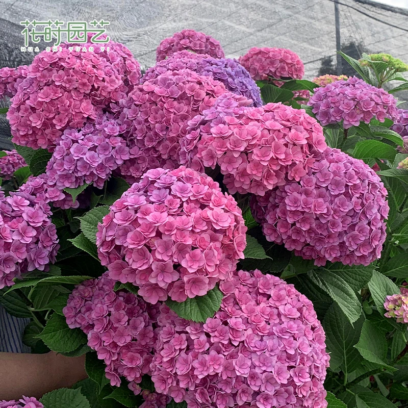 花莳家花莳园艺 2加仑【太阳神殿】绣球大花直立花园植物地栽盆栽