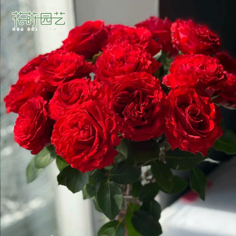 花莳园艺 1加根接【珍爱】月季花苗盆栽地栽多季开红色耐热地栽阳台