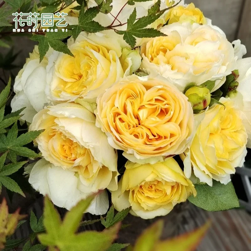 花莳园艺 1加扦插【阳光古董】月季花苗多季开花园植物大花黄色