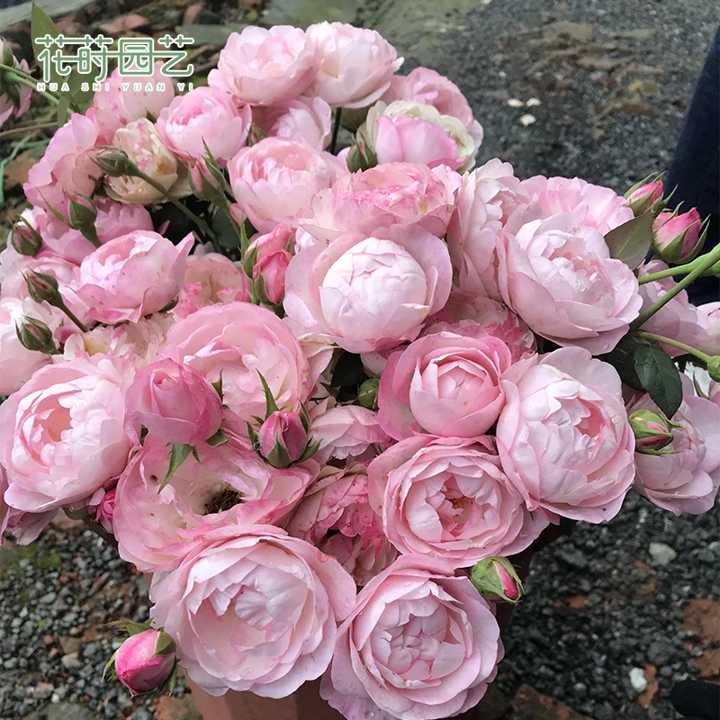 花莳园艺 1加扦插【草莓杏仁饼】月季花苗多季开花园植物