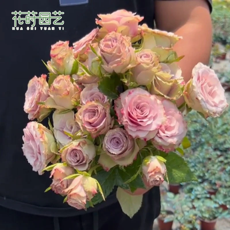 花莳园艺 1.5加扦插荷兰老人月季花苗多季开地栽盆栽花卉
