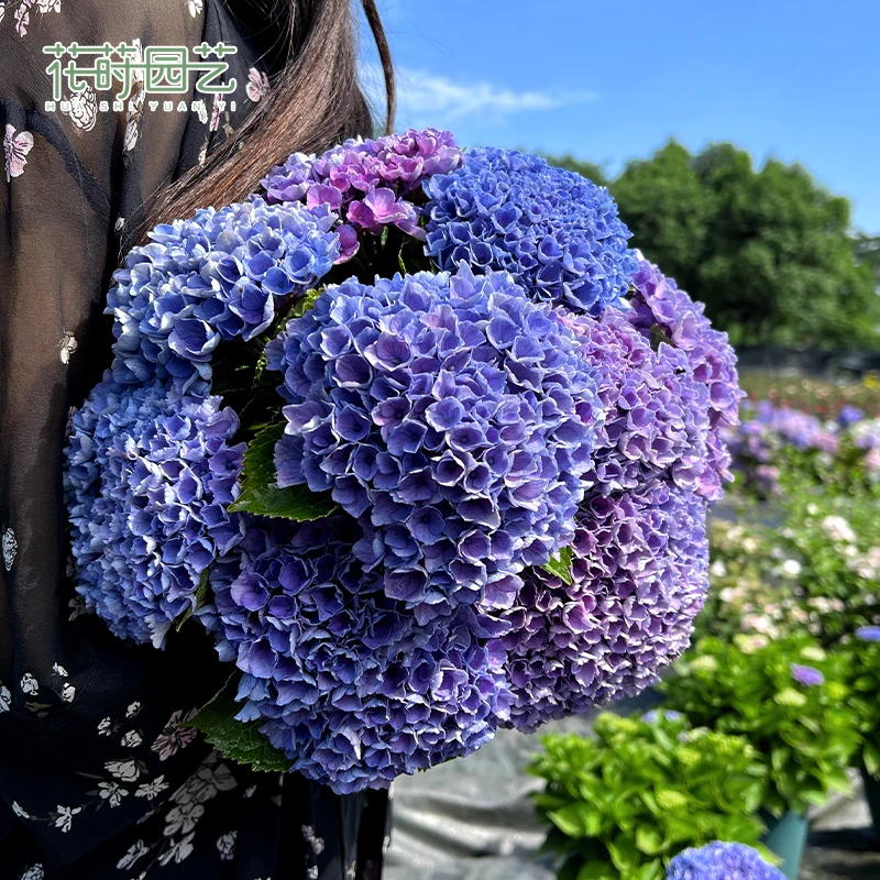 花莳家花莳园艺 5加仑【魔幻革命】绣球好养花园植物盆栽阳台地栽