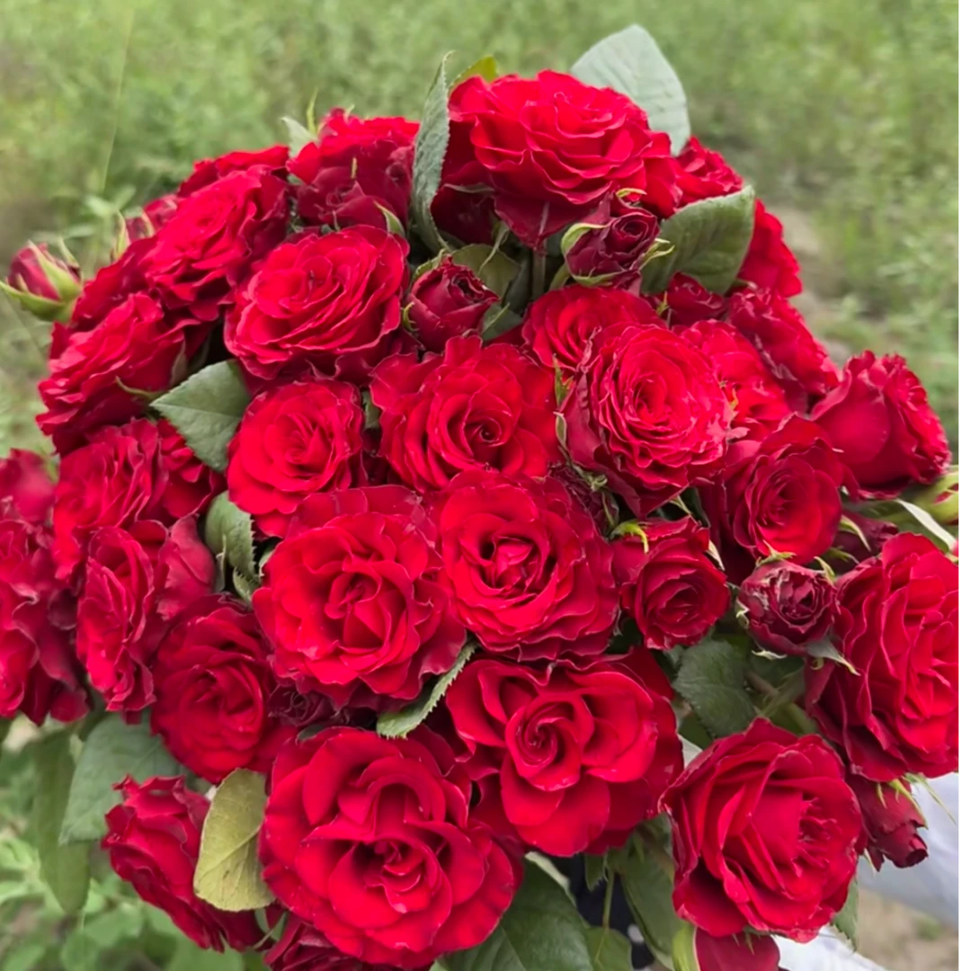 花莳园艺 1加根接高原红月季花苗多季开盆栽地栽红色花卉阳台