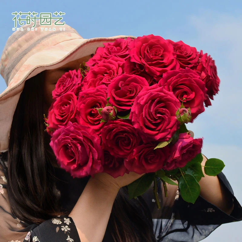 花莳园艺 1.5加仑扦插美人丽芙月季花苗多季开花园植物盆栽阳台