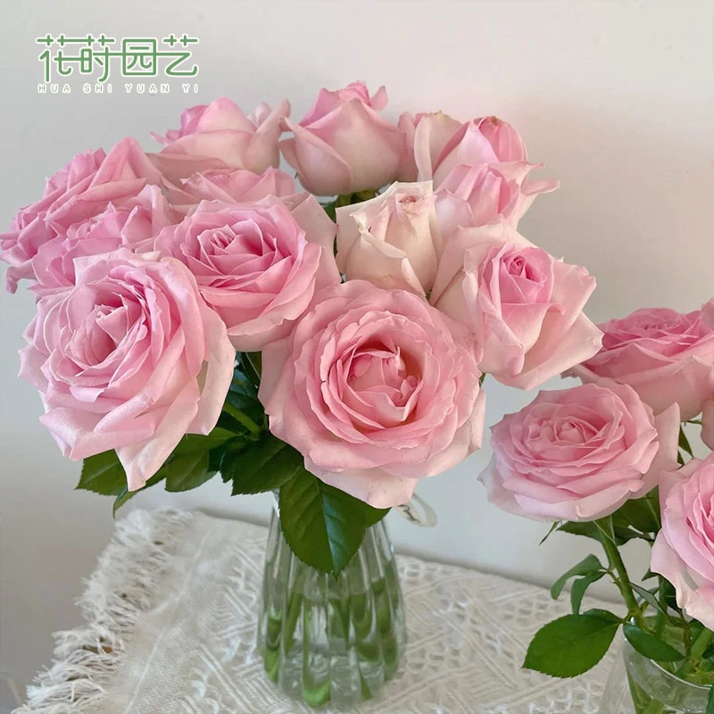 花莳家花莳园艺 2加仑扦插【桃红雪山】月季花苗多季开盆栽地栽