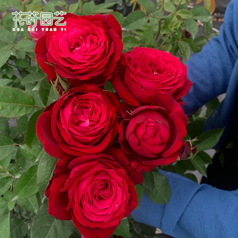 花莳园艺 1.5加扦插詹尼斯.凯洛格月季多季开灌木红色切花盆栽