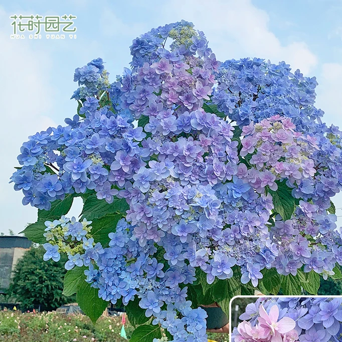 花莳园艺 5加仑【佳澄】绣球平顶可调色花园植物造景盆栽花苗地栽
