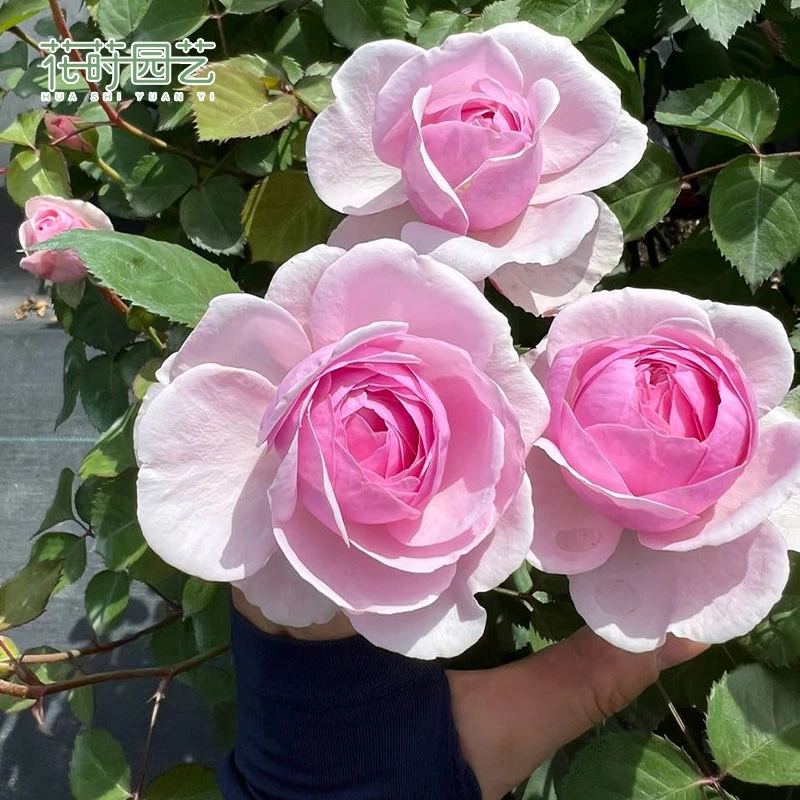 花莳园艺 奥利维亚月季花苗粉色系花园植物灌木庭院地栽阳台花卉