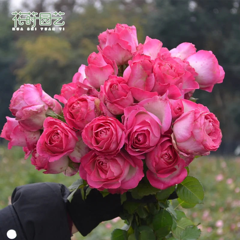 花莳家花莳园艺 1加扦插【糖果雪山】切花庭院露台花卉绿植可地栽