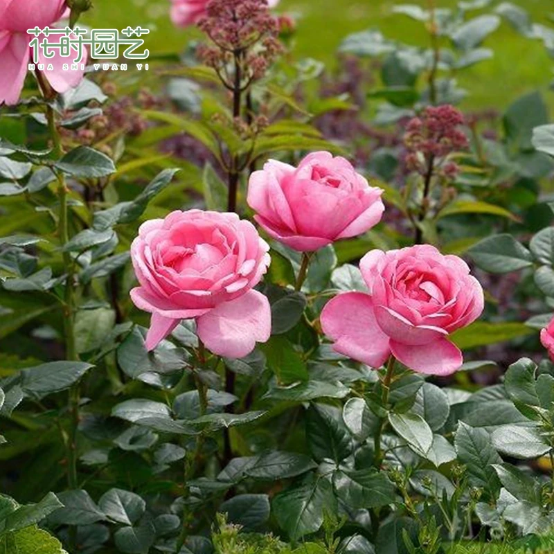 花莳园艺 德西里月季多季开花地栽粉色盆栽露台植物花卉