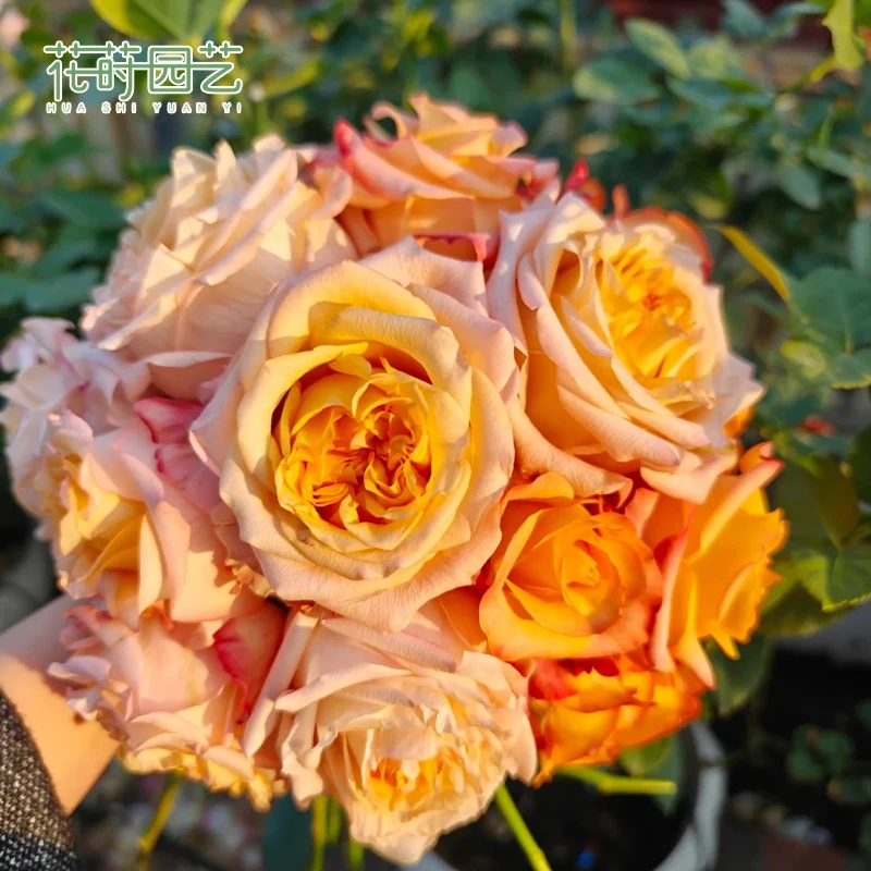 花莳家花莳园艺  2加根接【油画蒙娜丽莎】月季花苗多季开植物