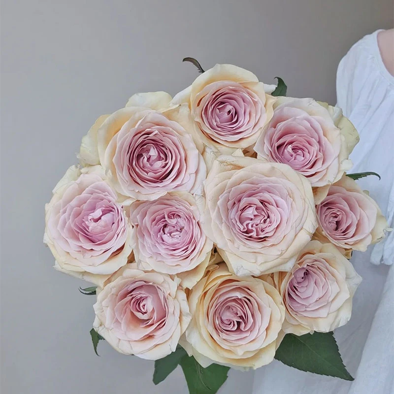 花莳园艺1.5加仑扦插布鲁特月季花苗切花多季开灌木花园植物盆栽