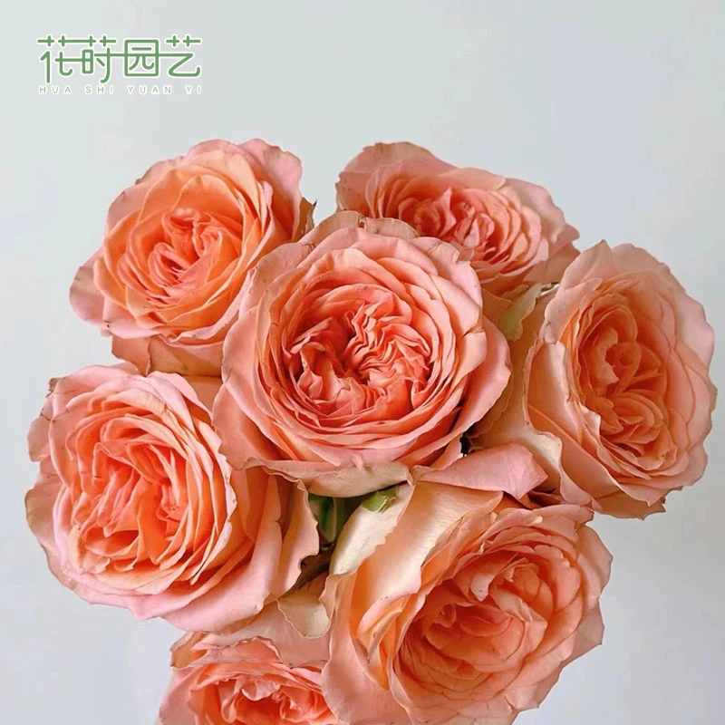 花莳家花莳园艺 1加扦插【乡村小屋】月季花苗多季开花苗灌木盆栽