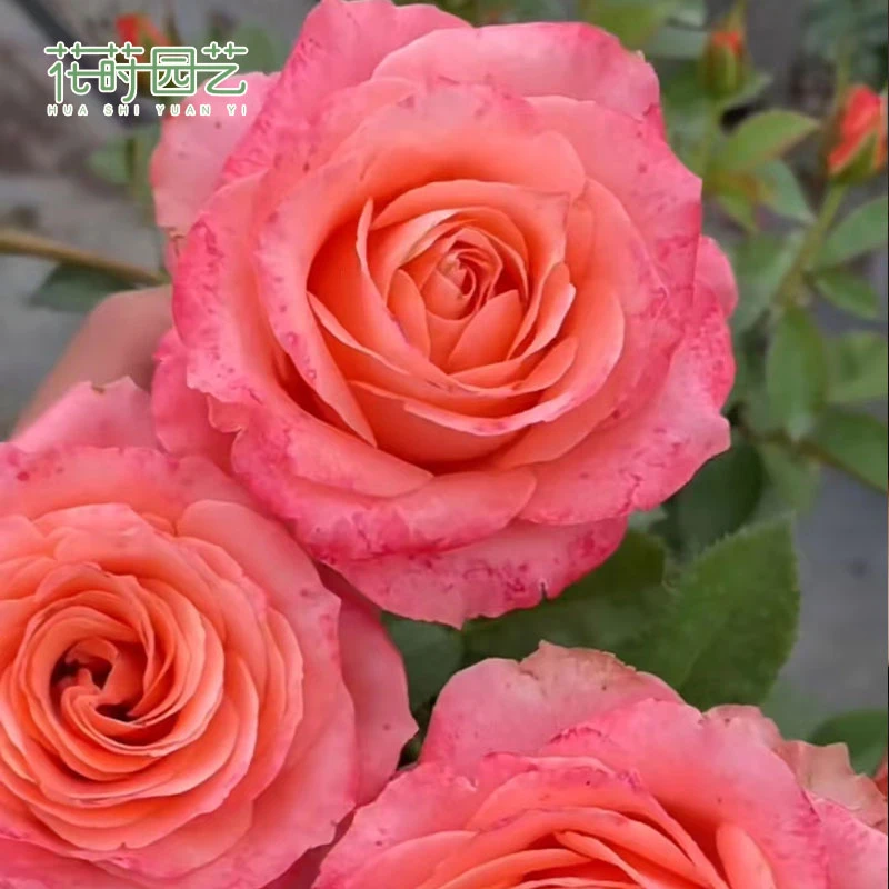 花莳园艺 1.5加扦插慕斯/玛莎拉蒂月季花苗盆栽多季开花园植物