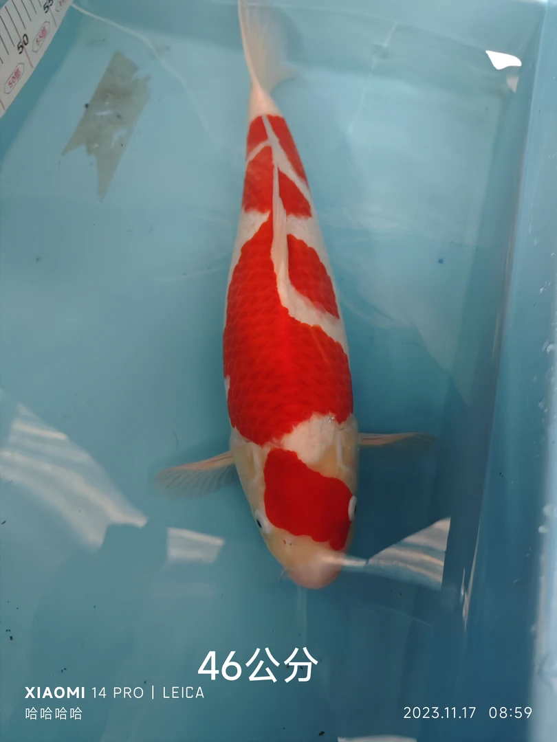 血统锦鲤观赏鱼淡水鱼冷水鱼新手好养耐活活体