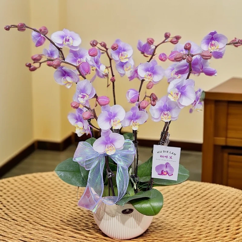 蝴蝶兰【小梅花】盆栽花卉观花植物室内好养易活四季开花紫红色
