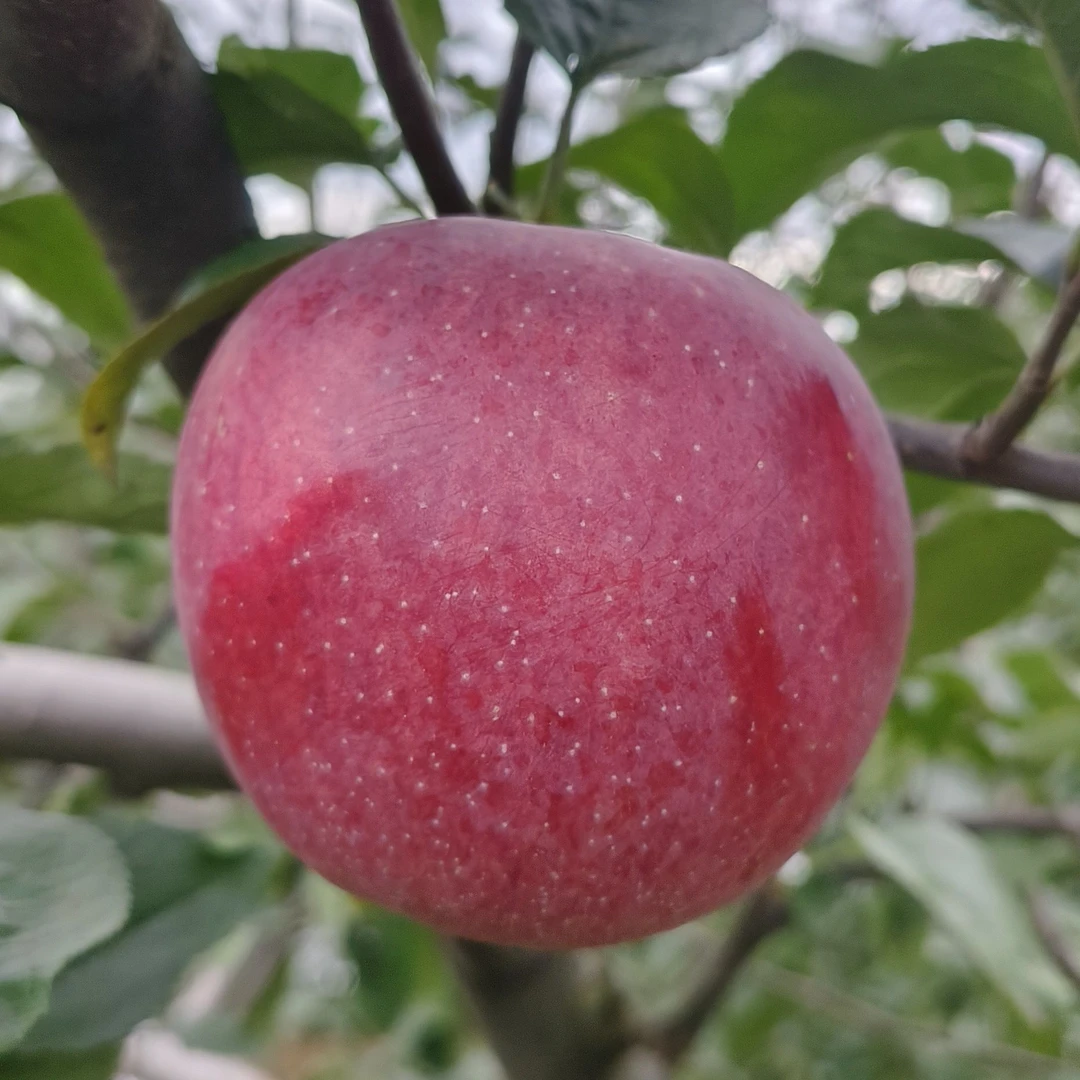 菲凡阁糖心苹果果树苗容器苗适合盆栽阳台种植嫁接苗基地直发