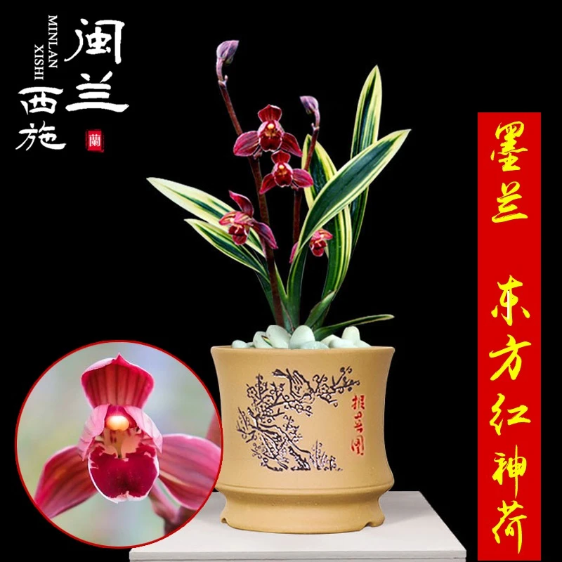 闽兰西施家墨兰东方红神荷矮种金边浓香型的线艺荷瓣花