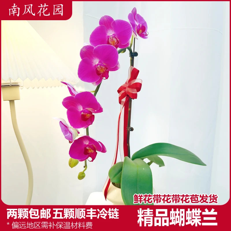 蝴蝶兰《星光》好养耐养苗情优质叶片碧绿