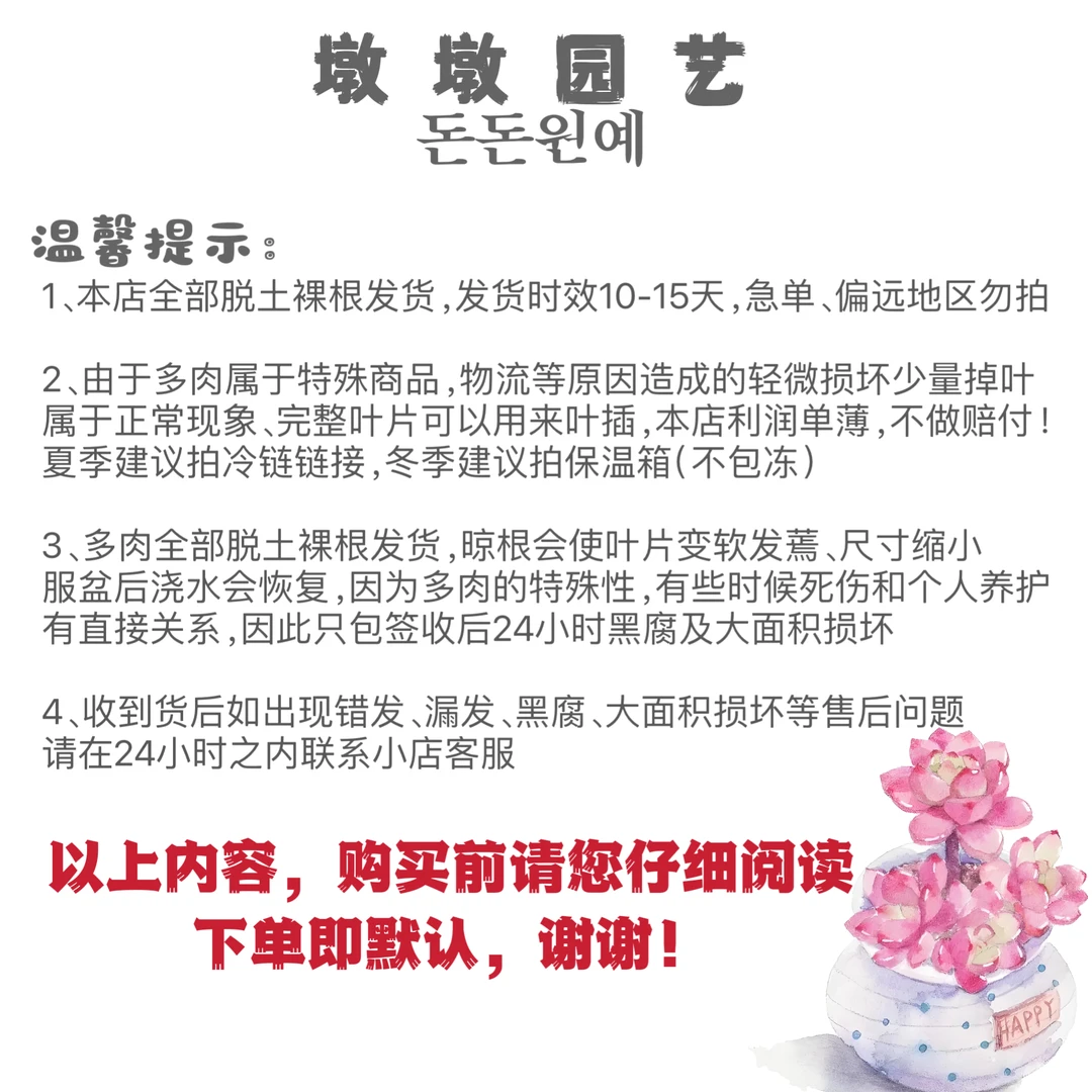 多肉植物墩墩园艺莉姐专拍