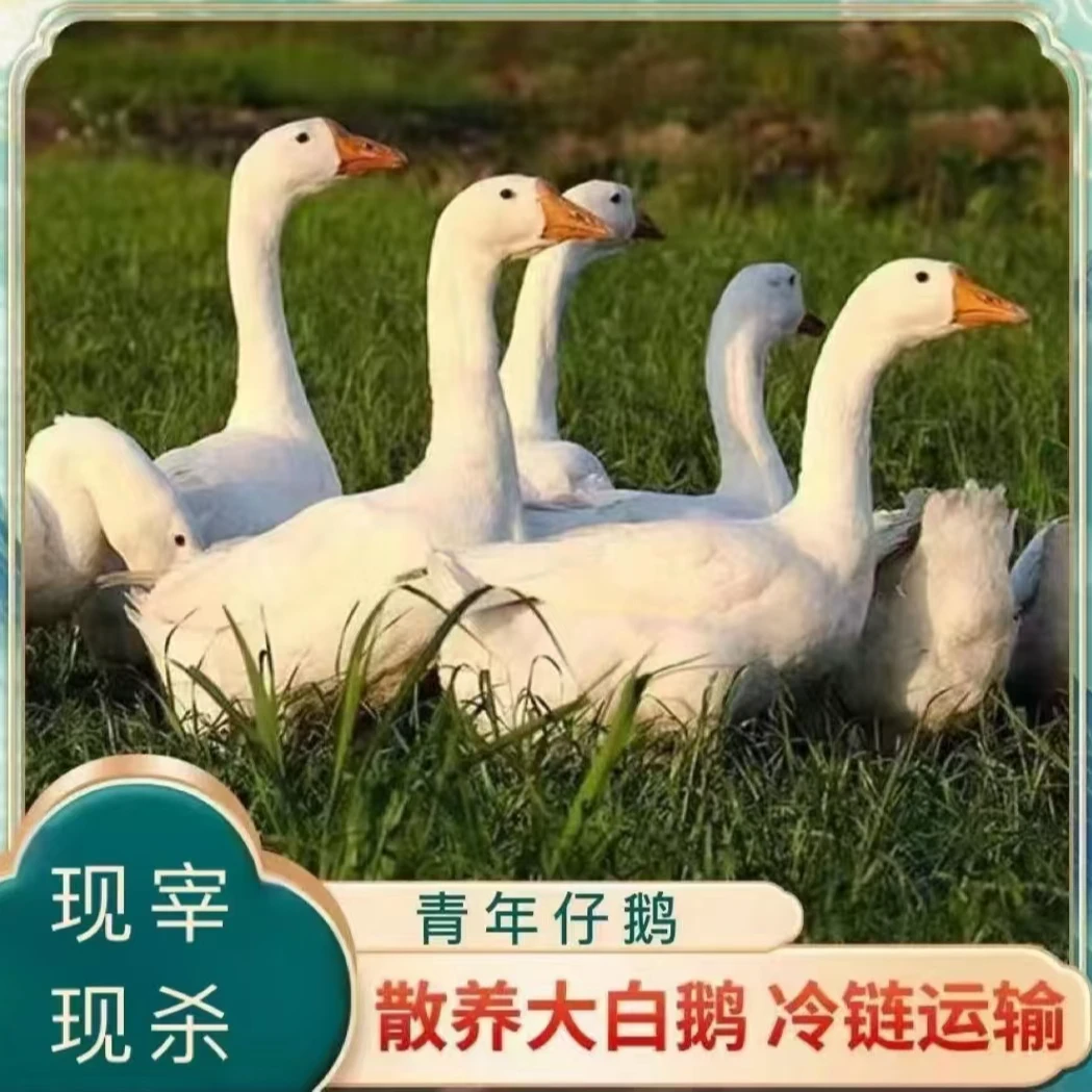 【春妮家】农家放养大鹅仔鹅  发2只净重共9斤 带心肝发货