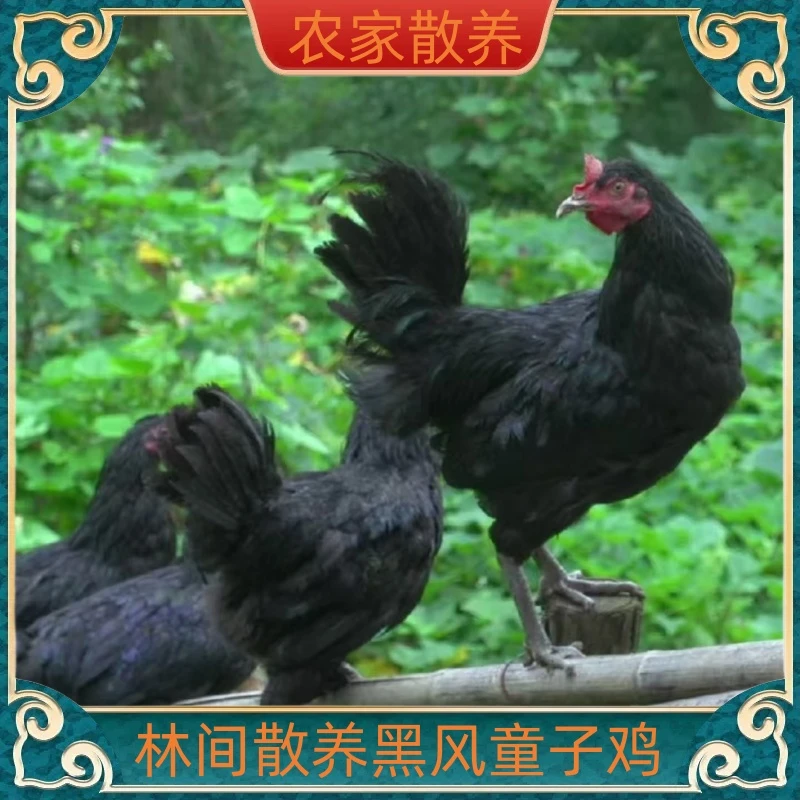 【华仔家】放养180天青脚黑凤童子鸡   发3只 净重共6-6.5斤